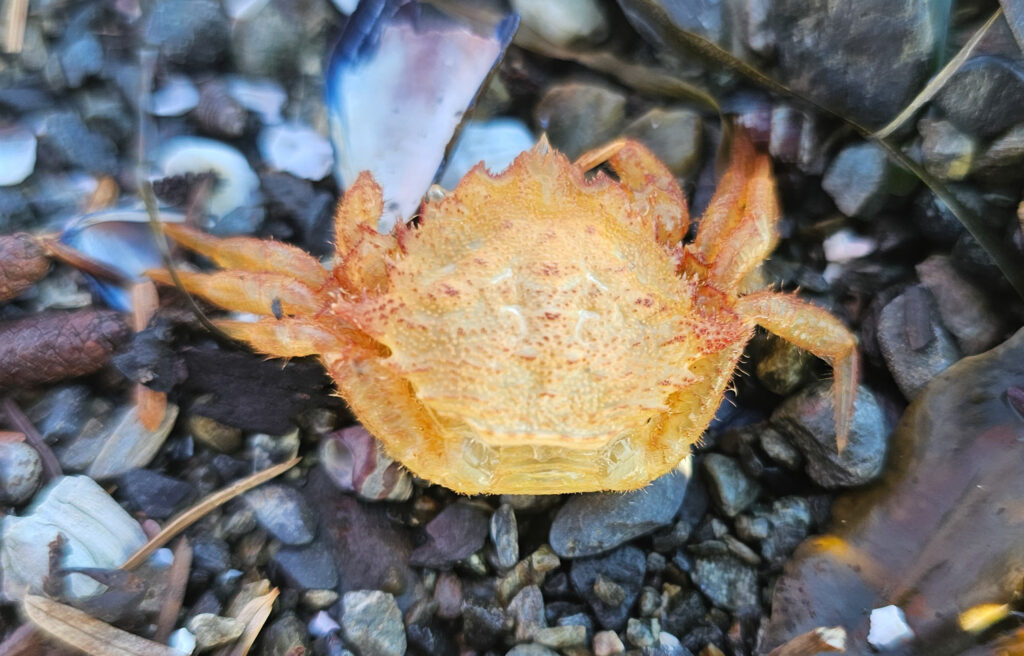 Helmet Crab Molt