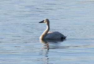 Tundra Swan