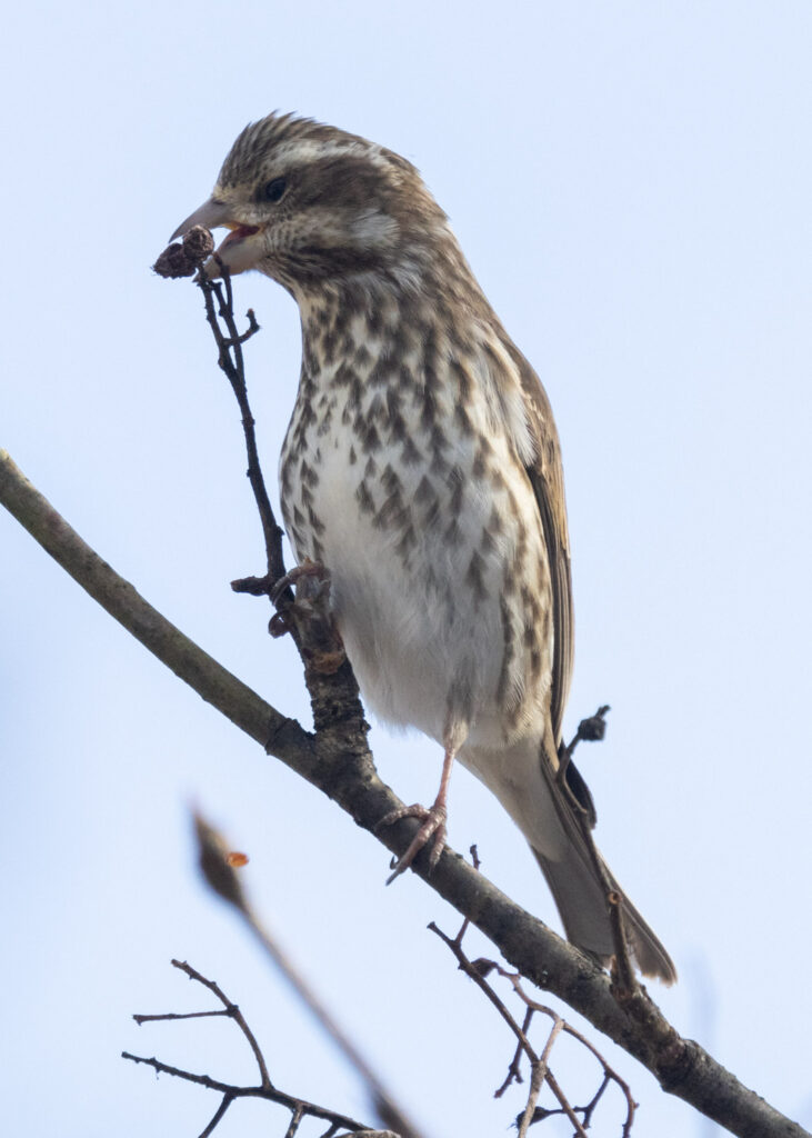 Purple Finch