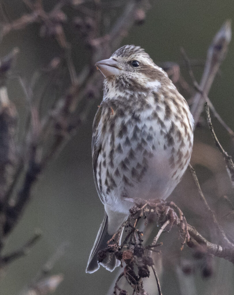 Purple Finch