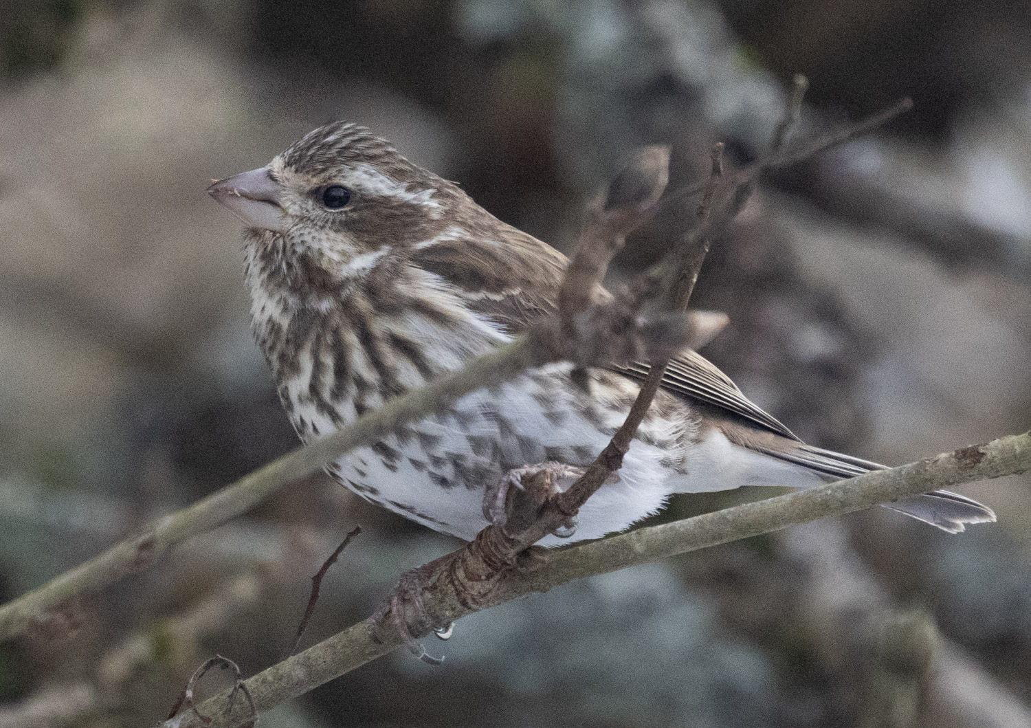 Purple Finch