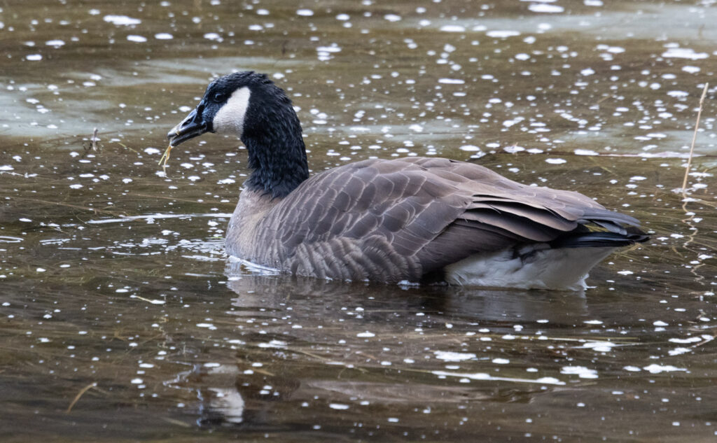 Canada Goose