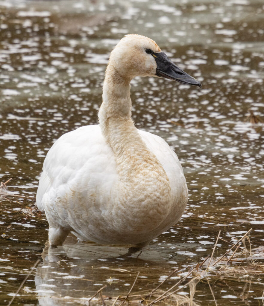 Tundra Swan