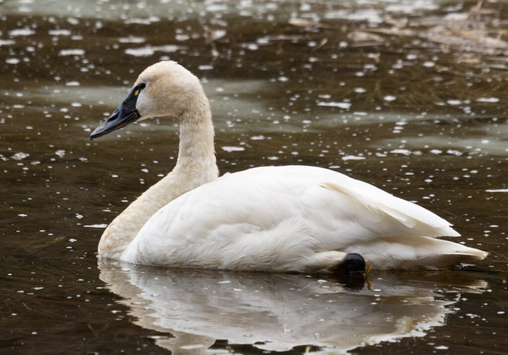 Tundra Swan