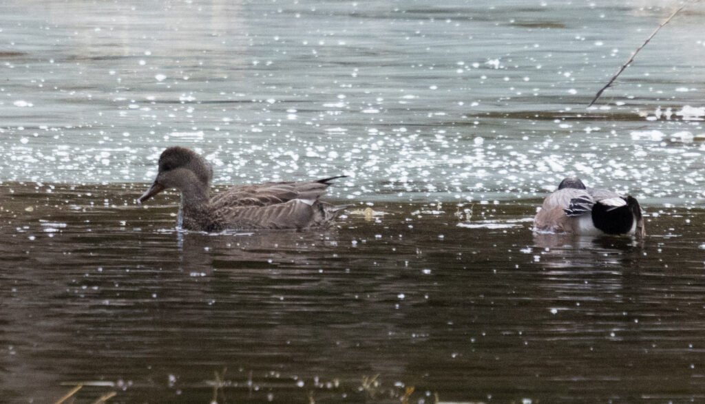 Gadwall and Wigeon