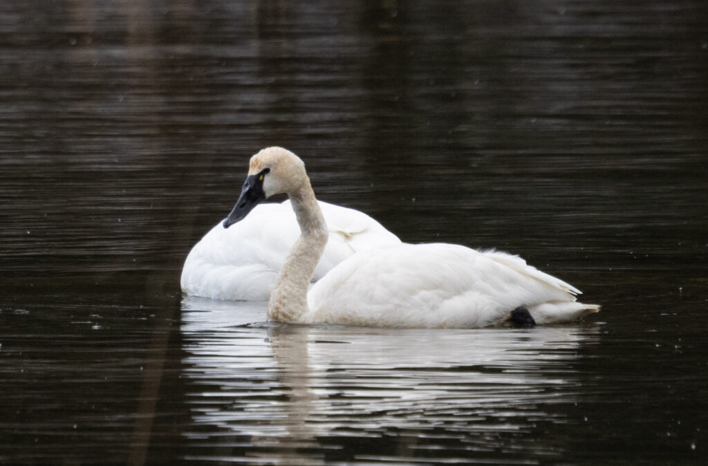 Tundra Swan