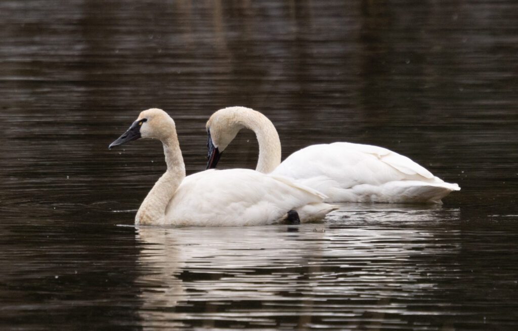 Tundra Swan with Trumpeter Swan