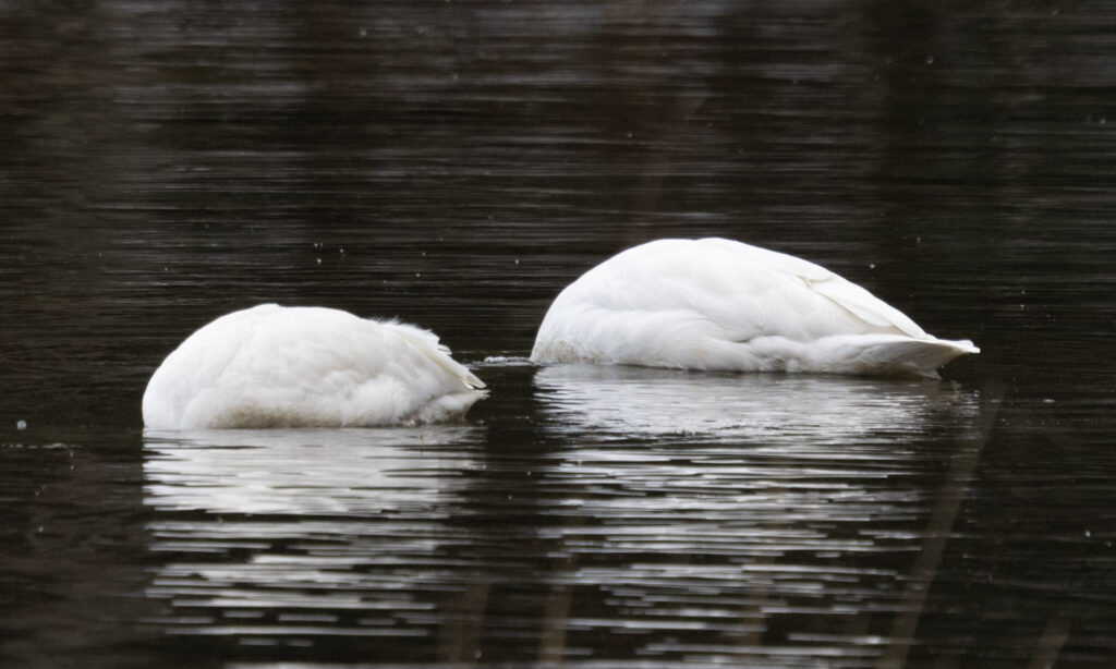 Swans