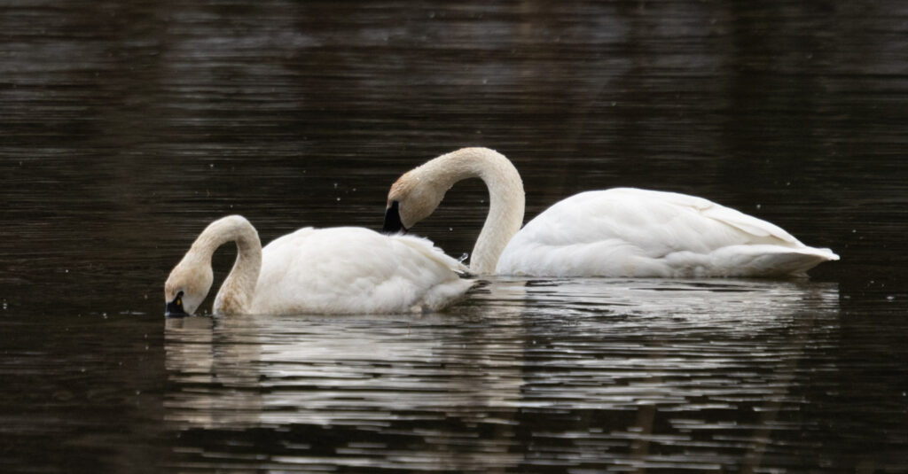 Tundra Swan with Trumpeter Swan