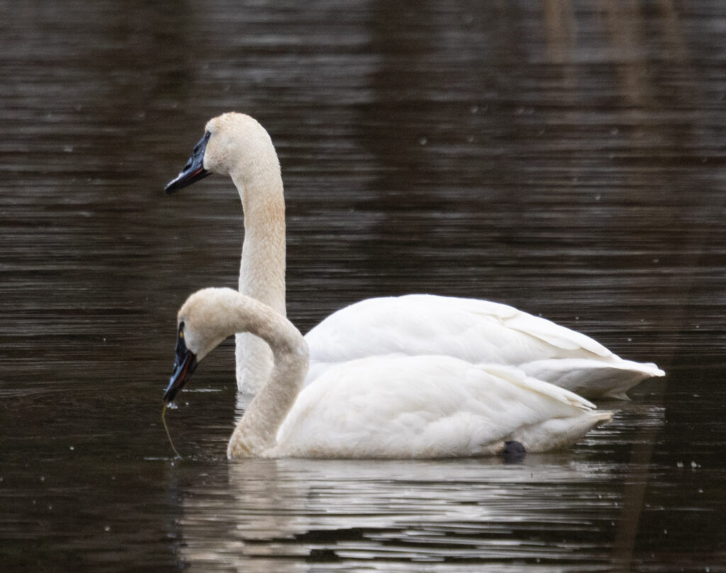 Tundra Swan with Trumpeter Swan