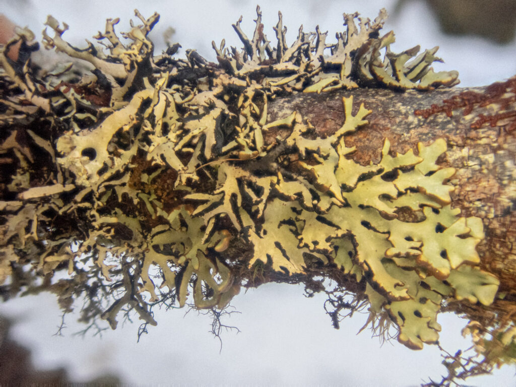 Lichen (<em>Hypogymnia sp</em>)