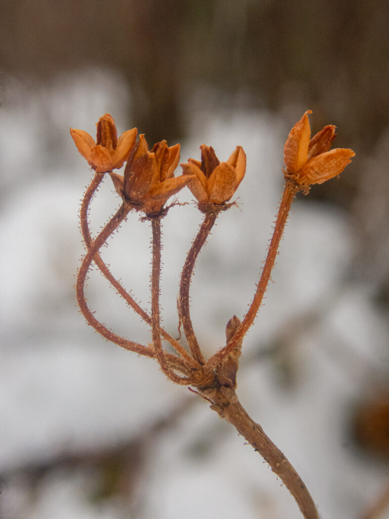 Rusty Menziesia (Rhododendron menziesii)