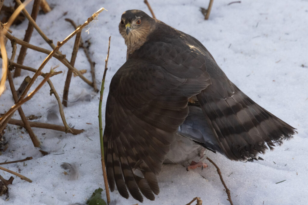 Sharp-shinned Hawk with a Pigeon