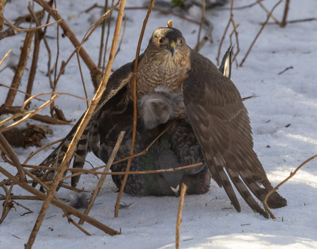 Sharp-shinned Hawk Predating a Pigeon