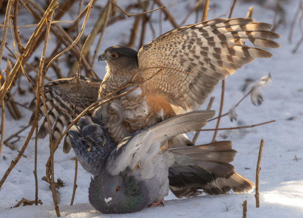 Sharp-shinned Hawk Subduing a Pigeon