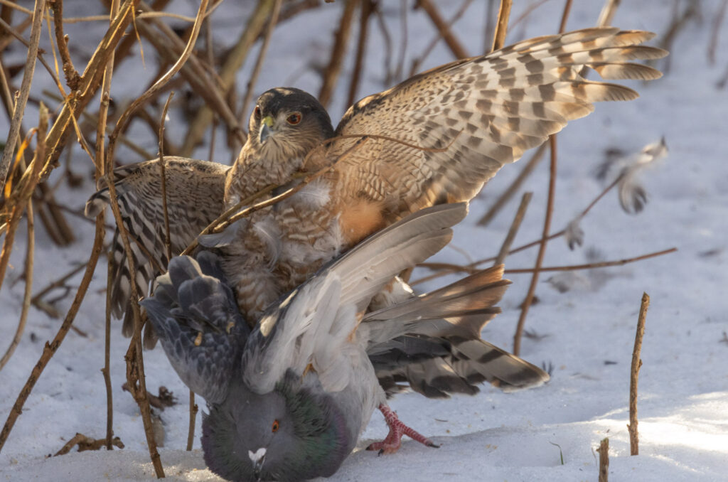 Sharp-shinned Hawk Subduing a Pigeon