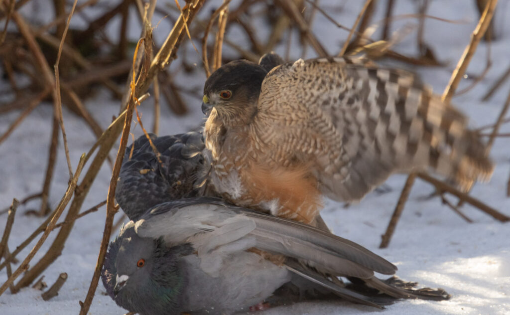 Sharp-shinned Hawk Subduing a Pigeon