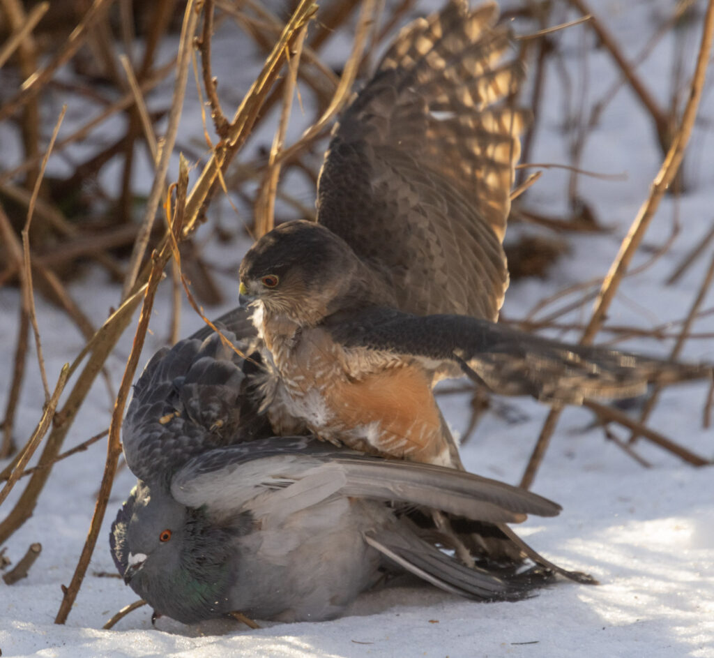 Sharp-shinned Hawk Subduing a Pigeon