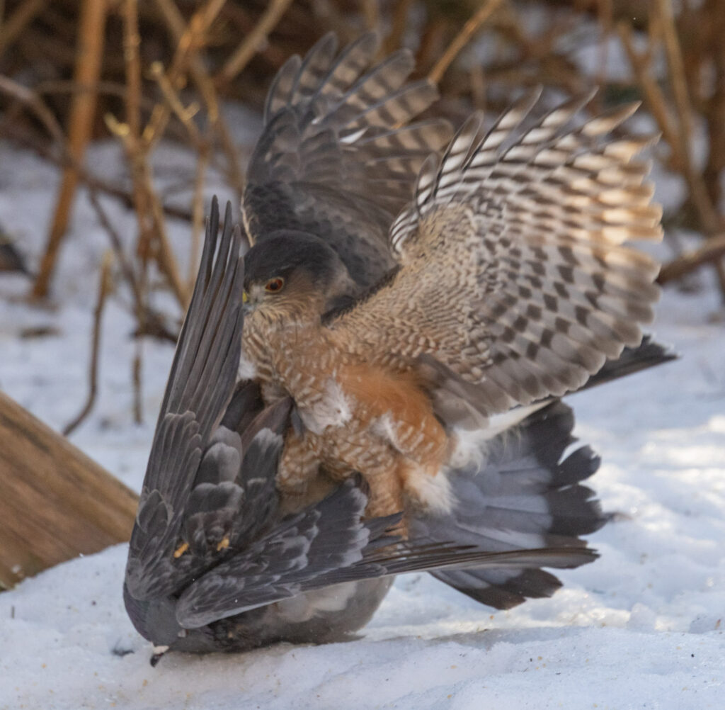 Sharp-shinned Hawk Subduing a Pigeon