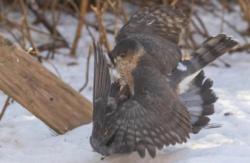 Sharp-shinned Hawk Subduing a Pigeon