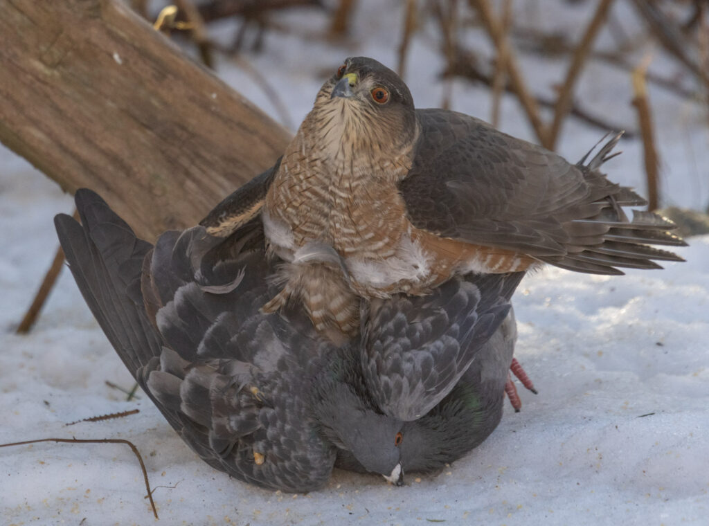 Sharp-shinned Hawk Subduing a Pigeon