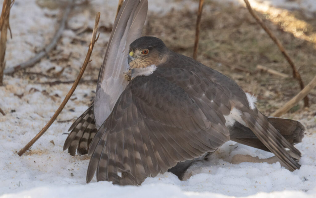 Sharp-shinned Hawk Subduing a Pigeon