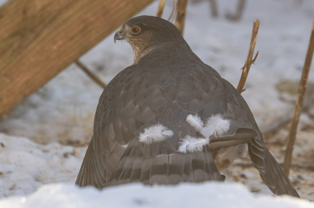 Sharp-shinned Hawk Predating a Pigeon