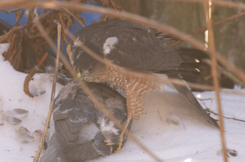 Sharp-shinned Hawk Predating a Pigeon