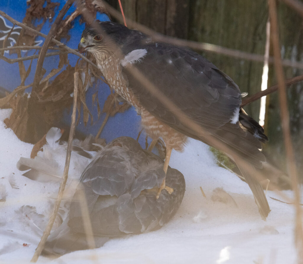 Sharp-shinned Hawk Predating a Pigeon