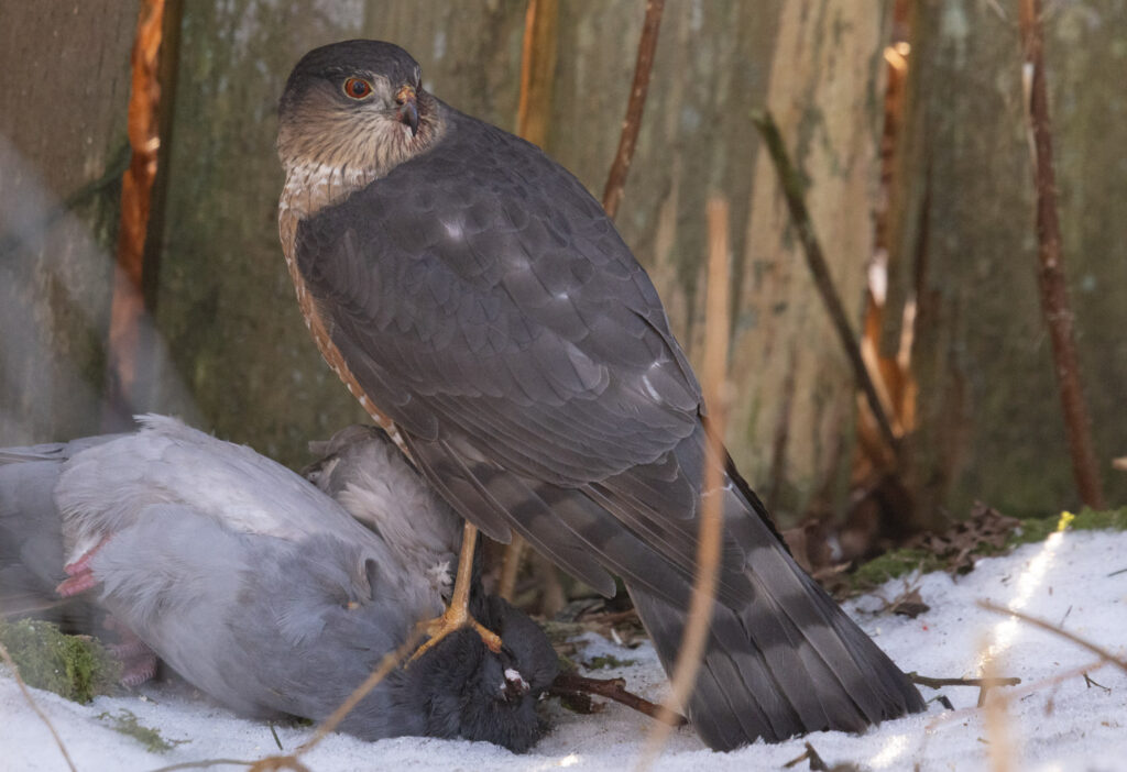 Sharp-shinned Hawk Predating a Pigeon