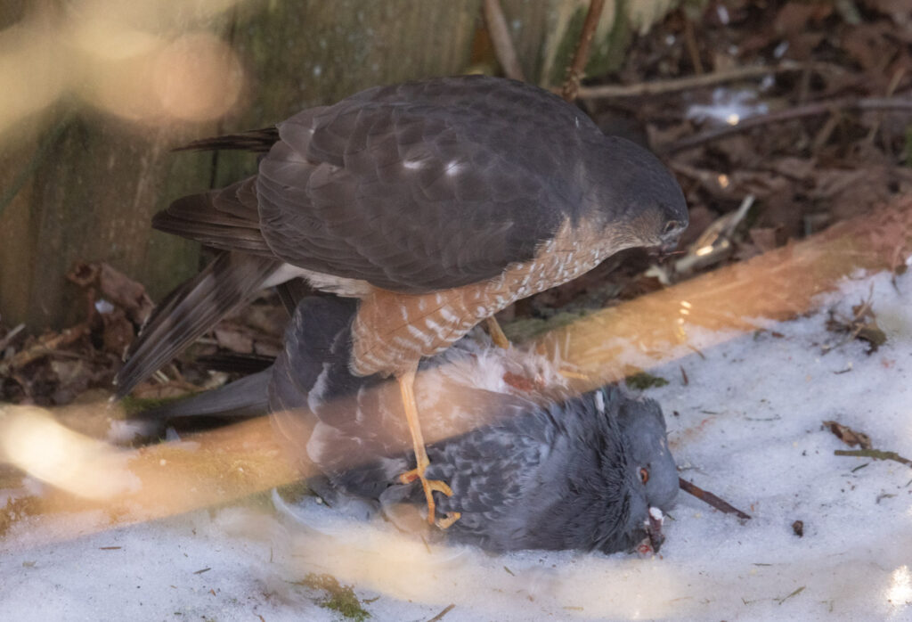 Sharp-shinned Hawk Predating a Pigeon