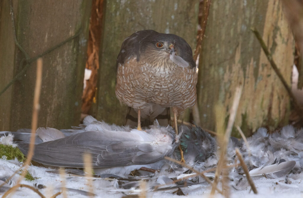 Sharp-shinned Hawk Eating a Pigeon