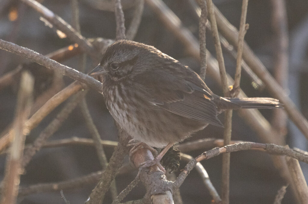 Song Sparrow