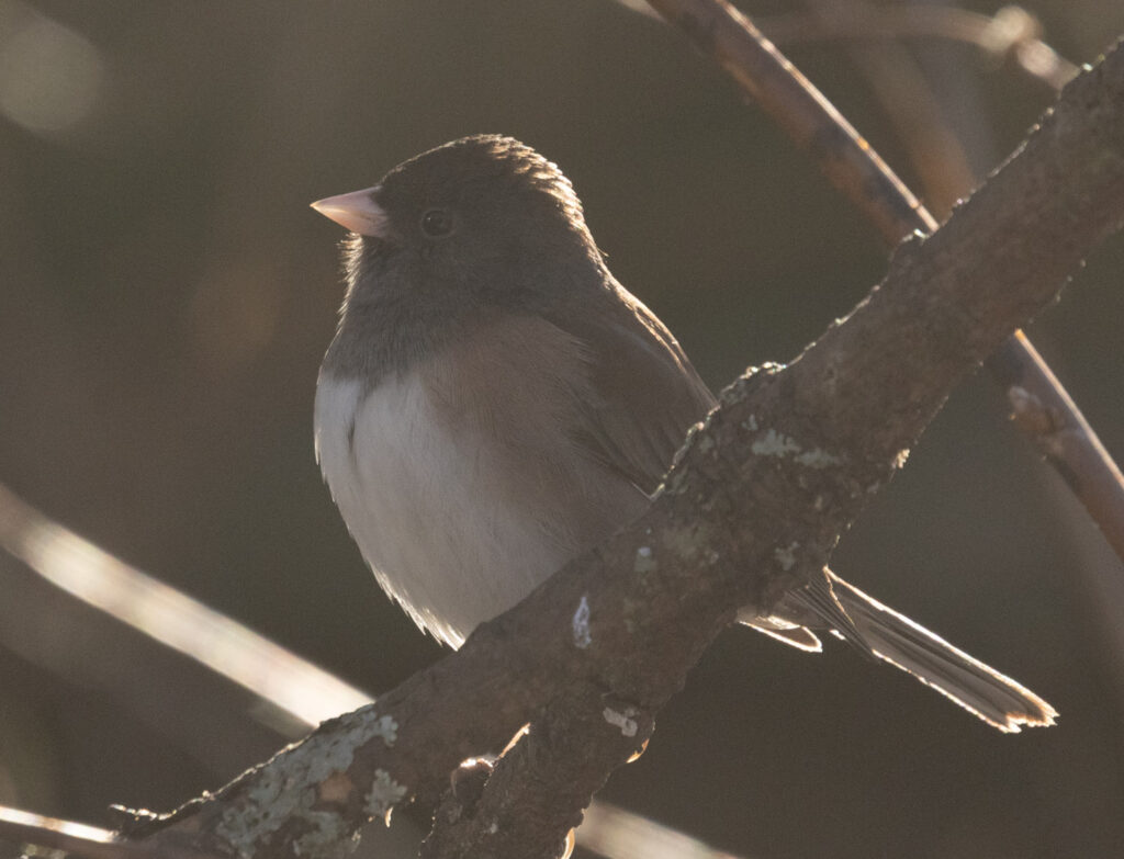 Dark-eyed Junco 