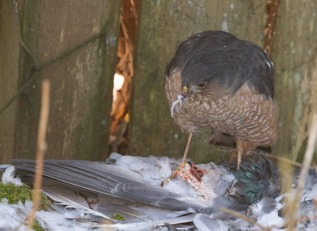 Sharp-shinned Hawk Eating a Pigeon