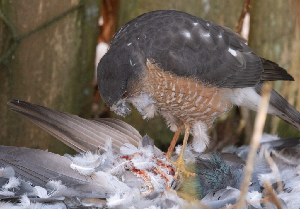 Sharp-shinned Hawk Eating a Pigeon