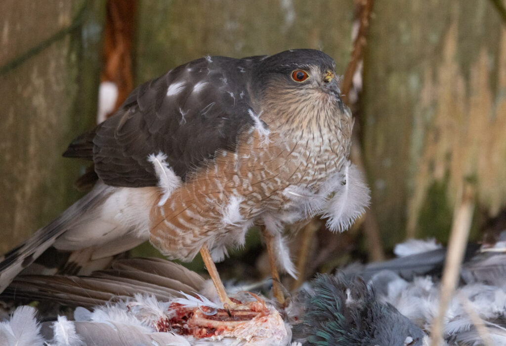 Sharp-shinned Hawk Eating a Pigeon