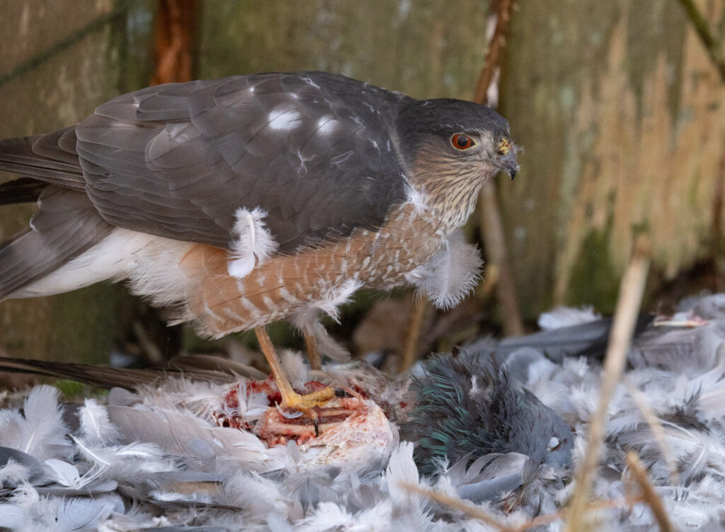 Sharp-shinned Hawk Eating a Pigeon