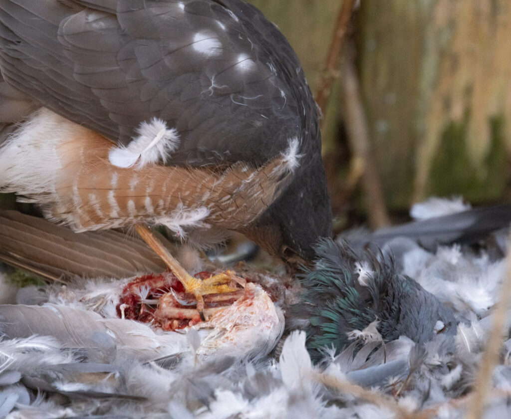 Sharp-shinned Hawk Eating a Pigeon