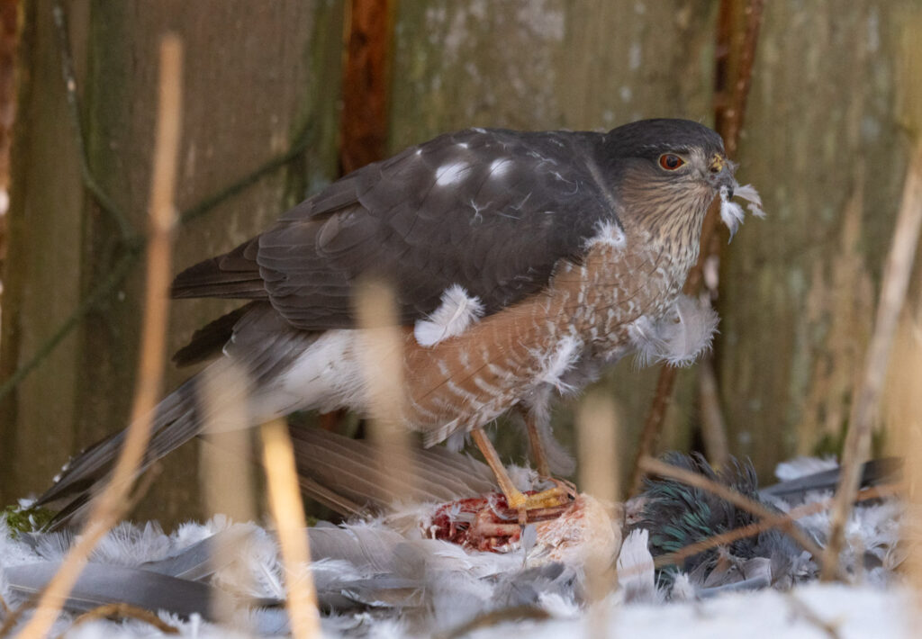 Sharp-shinned Hawk Eating a Pigeon