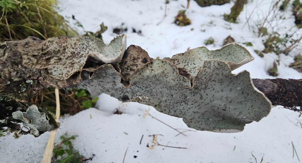 Dry <em>Peltigera britannica</em>