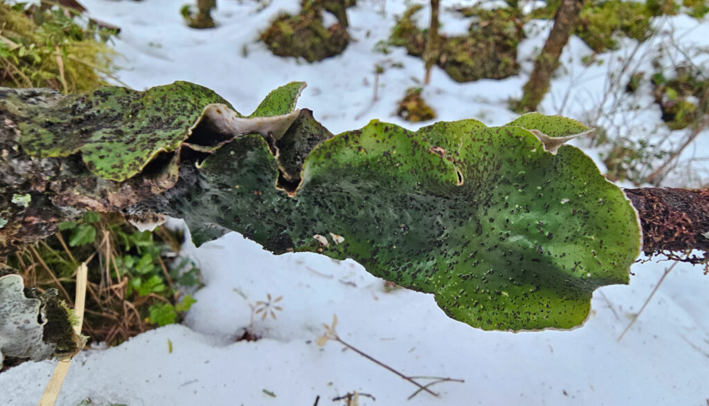 Wet <em>Peltigera britannica</em>