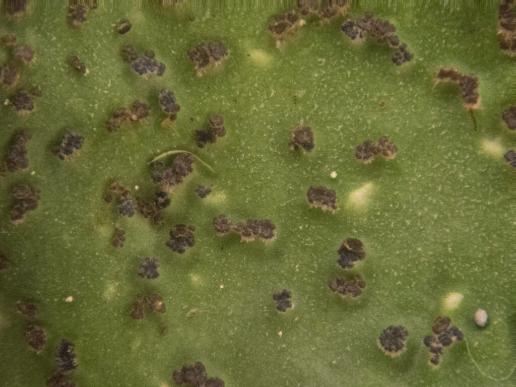 Surface of Peltigera britannica