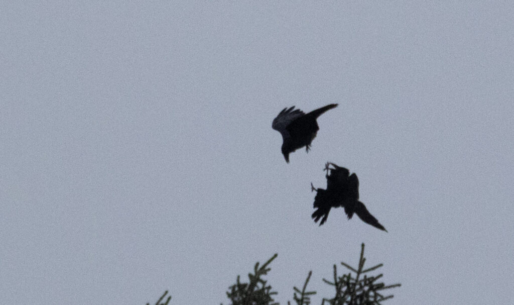 Ravens Interacting in Flight