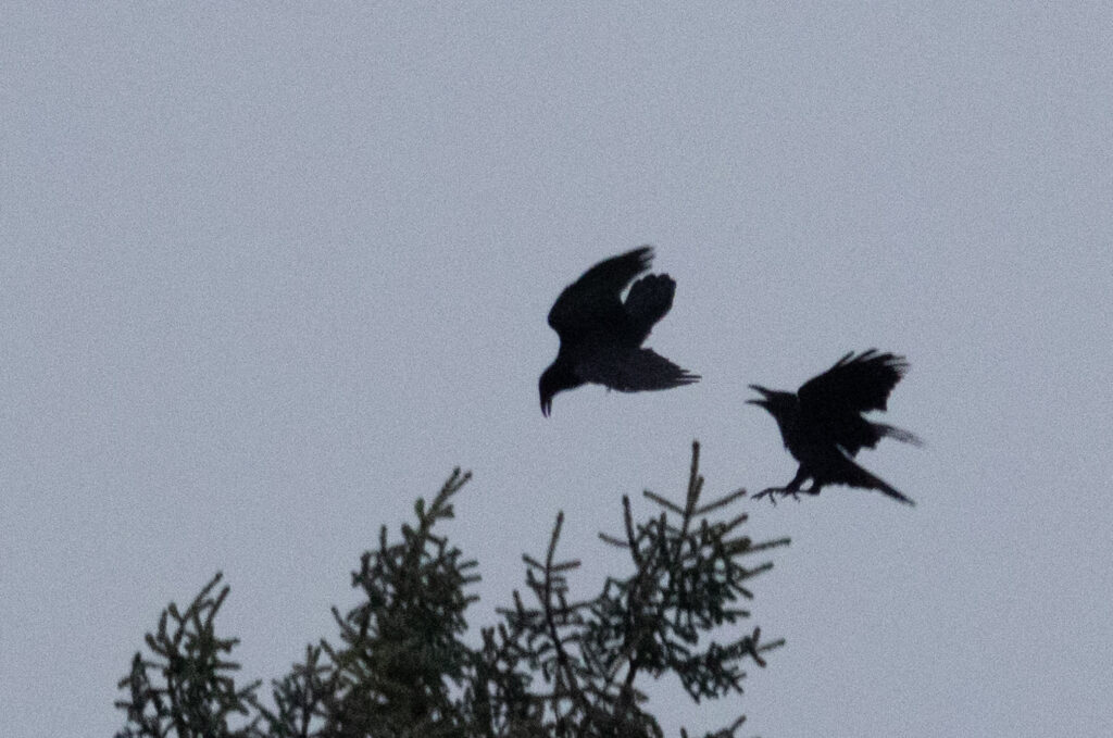 Ravens Interacting in Flight