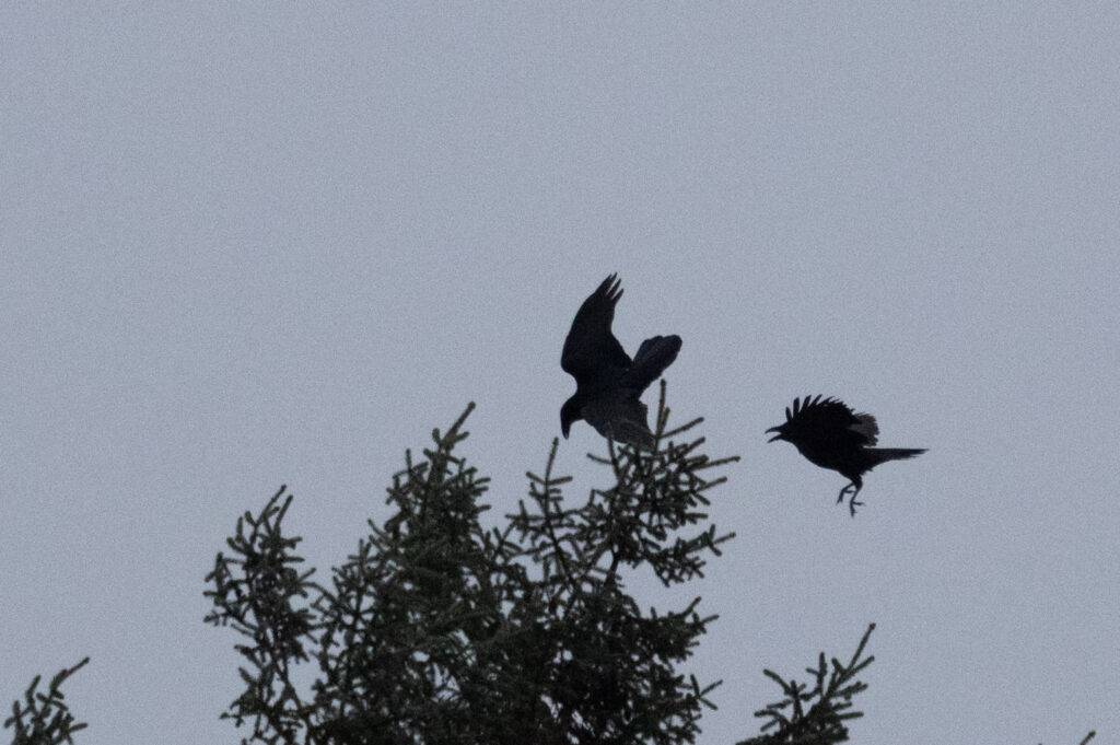 Ravens Interacting in Flight