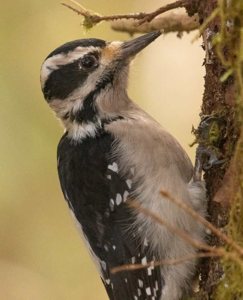 Hairy Woodpecker