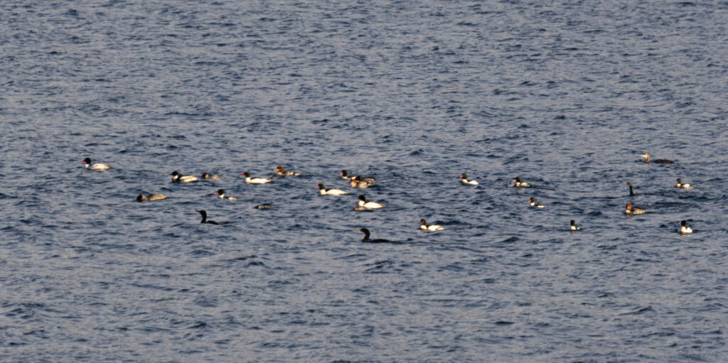 Mixed Flock of Diving Birds