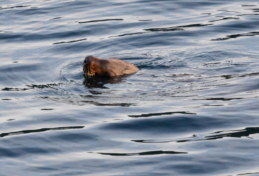 Steller Sea Lion