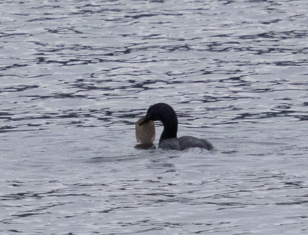 Pelagic Cormorant with a Flatfish